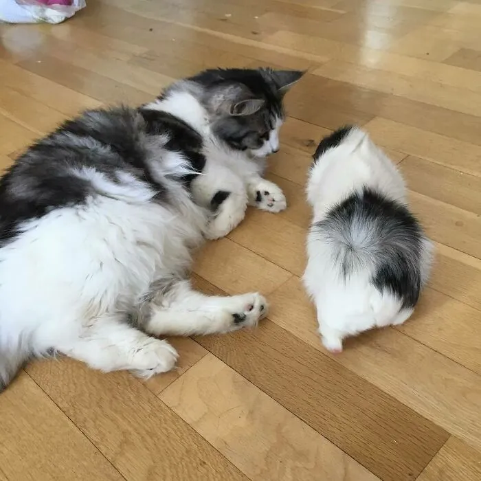 Twinsies