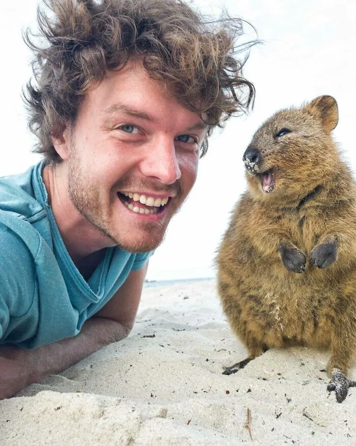 I’m So Grateful That These Quokkas Have Single Handily Changed The World Emotionally. Helped Launch My Career, Making People Smile And Now Indirectly Helping The Welfare Of Other Animals