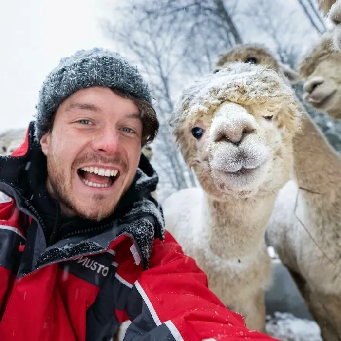 Blancanieves y sus siete alpacas. Gracias de nuevo a alpaca.se por la experiencia del país de las maravillas del invierno