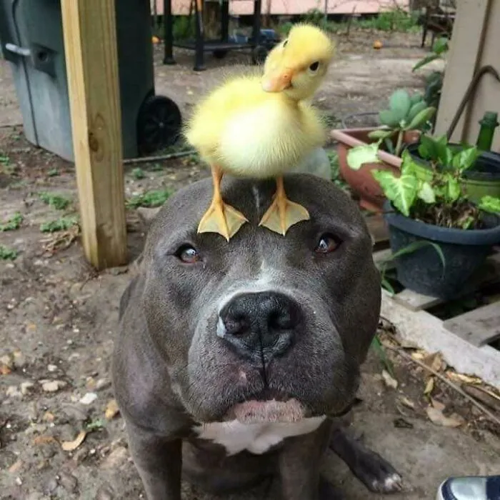 Dogs!
