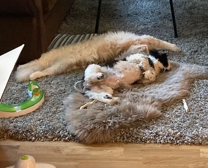 Flexington And Dizzy