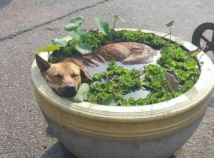 50 Photos Of Animals Just Living Their Best Life, As Shared On This Instagram Page