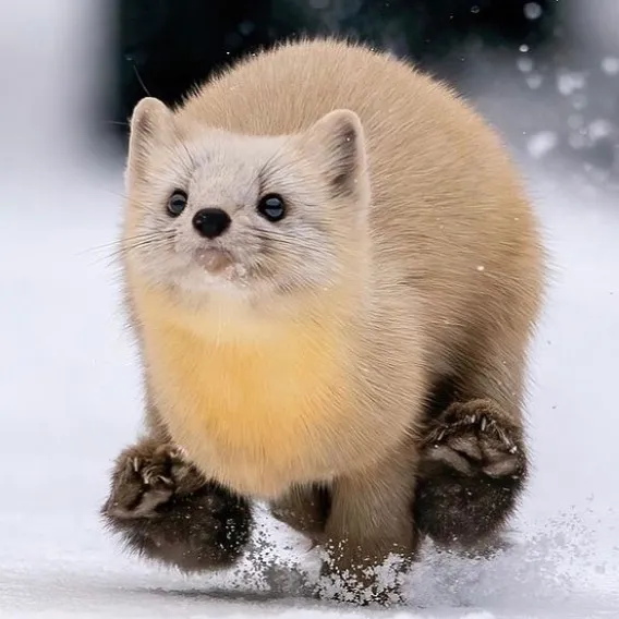 50 Photos Of Animals Just Living Their Best Life, As Shared On This Instagram Page