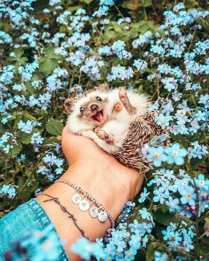 Forget-Me-Not