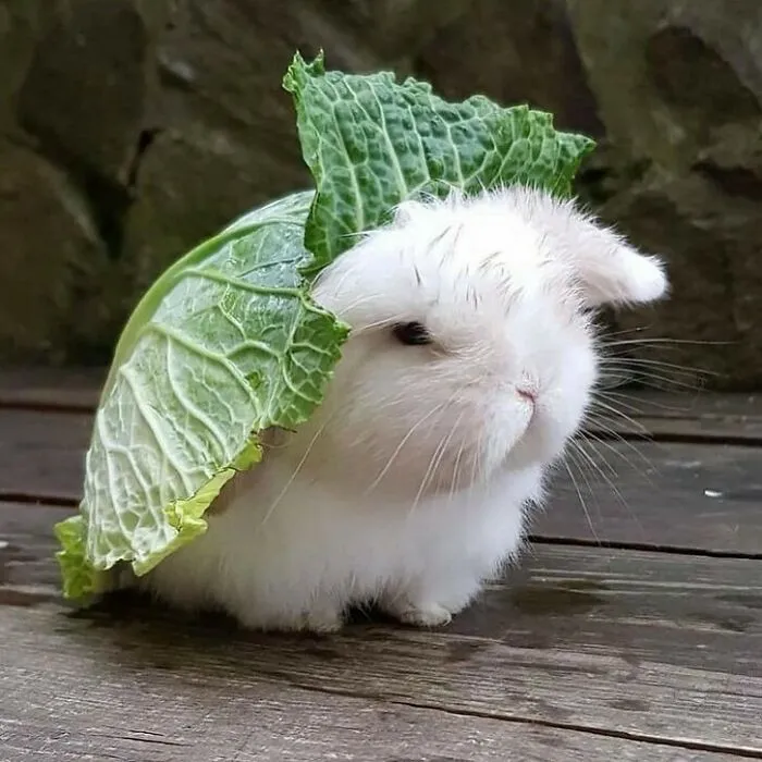 50 Photos Of Animals Just Living Their Best Life, As Shared On This Instagram Page