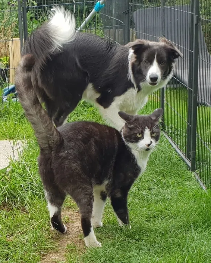 Cat And Dog Twins