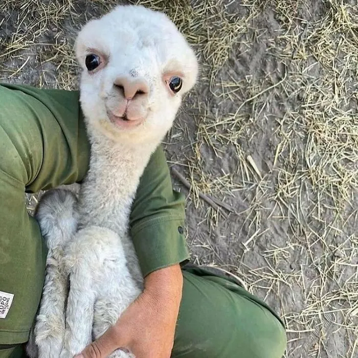 50 Photos Of Animals Just Living Their Best Life, As Shared On This Instagram Page