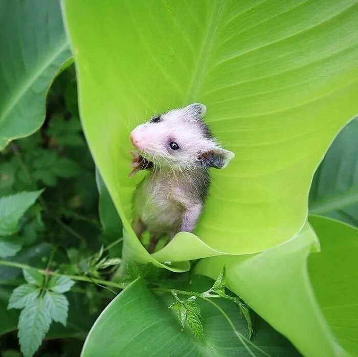 50 Photos Of Animals Just Living Their Best Life, As Shared On This Instagram Page