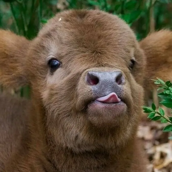 50 Photos Of Animals Just Living Their Best Life, As Shared On This Instagram Page