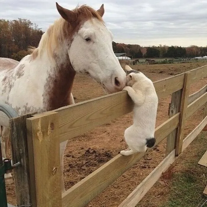 50 Photos Of Animals Just Living Their Best Life, As Shared On This Instagram Page