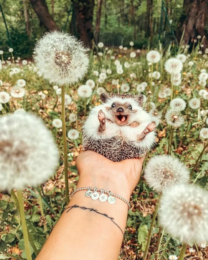 How Many Dandelions Can You Count? That’s How Many Wishes You Have