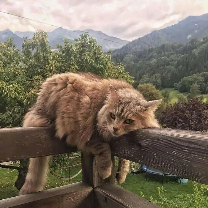 50 Photos Of Animals Just Living Their Best Life, As Shared On This Instagram Page