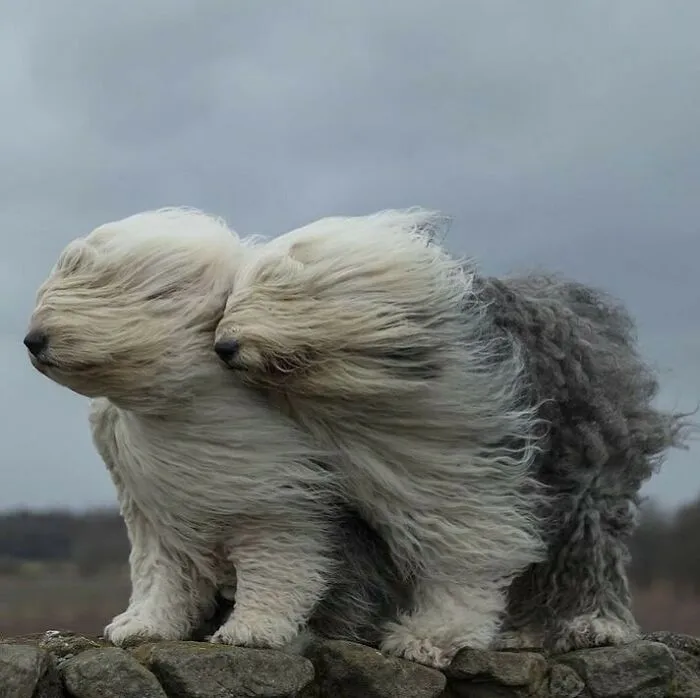 50 Photos Of Animals Just Living Their Best Life, As Shared On This Instagram Page