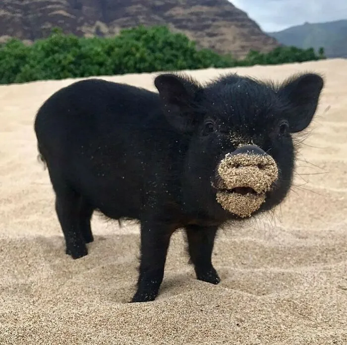 50 Photos Of Animals Just Living Their Best Life, As Shared On This Instagram Page