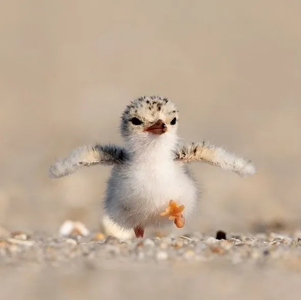 50 Photos Of Animals Just Living Their Best Life, As Shared On This Instagram Page