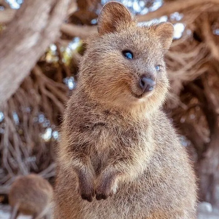 50 Photos Of Animals Just Living Their Best Life, As Shared On This Instagram Page