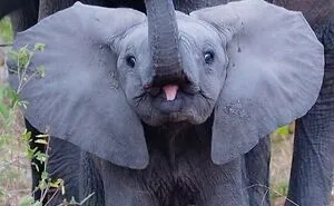 50 Photos Of Animals Just Living Their Best Life, As Shared On This Instagram Page