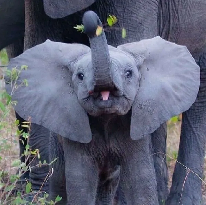50 Fotos de animales disfrutando de su mejor vida, compartidas por esta cuenta de Instagram
