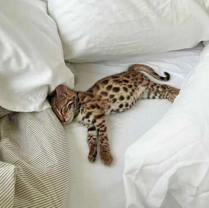 50 Photos Of Animals Just Living Their Best Life, As Shared On This Instagram Page