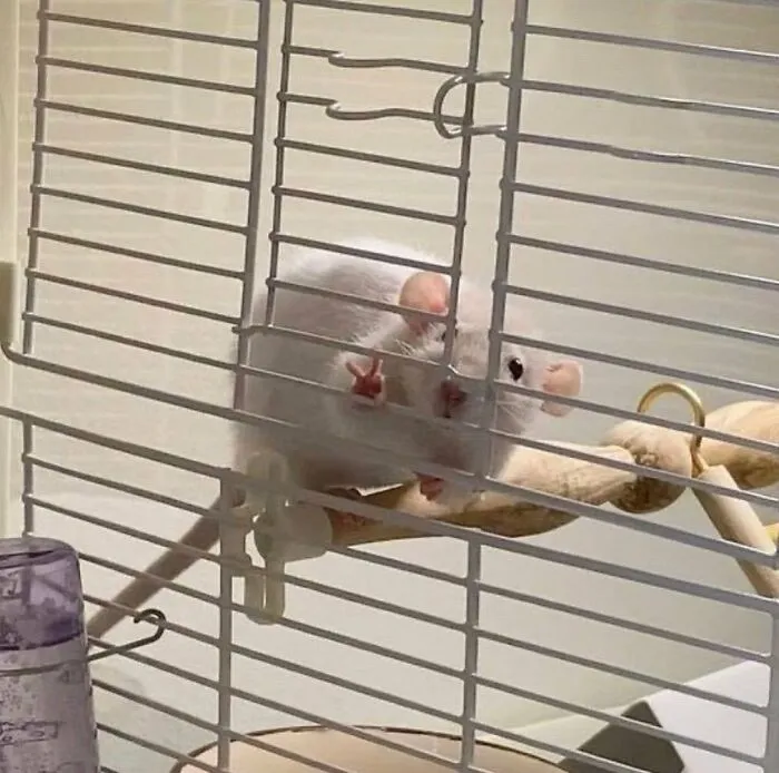 50 Photos Of Animals Just Living Their Best Life, As Shared On This Instagram Page