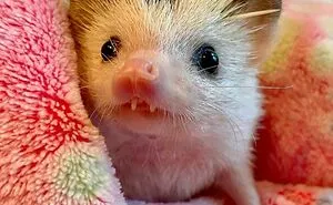 50 Pictures From Pet Hedgehogs’ Daily Lives, From Gardening To Getting Belly Rubs