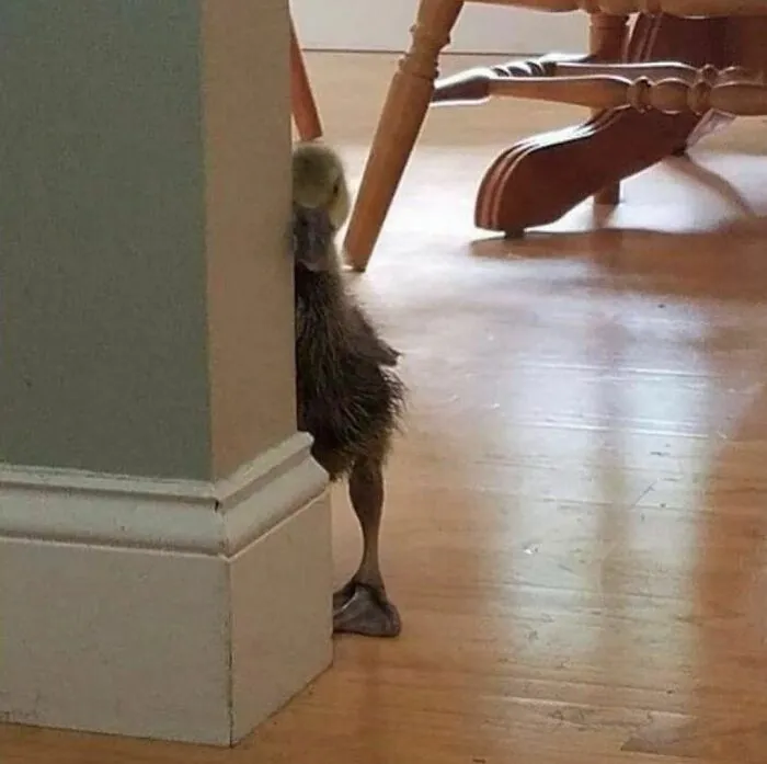 50 Photos Of Animals Just Living Their Best Life, As Shared On This Instagram Page