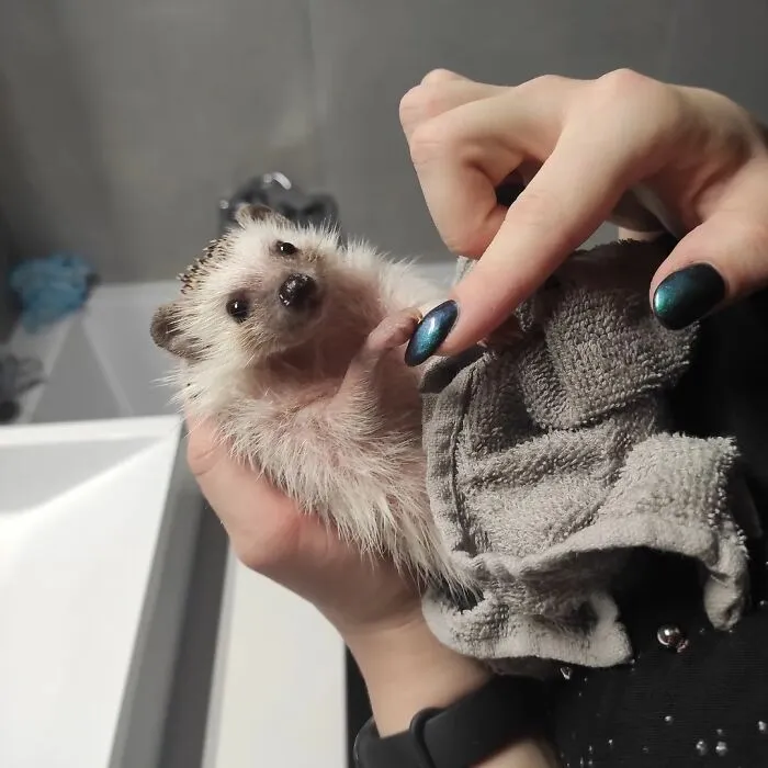 Georgie After Bath