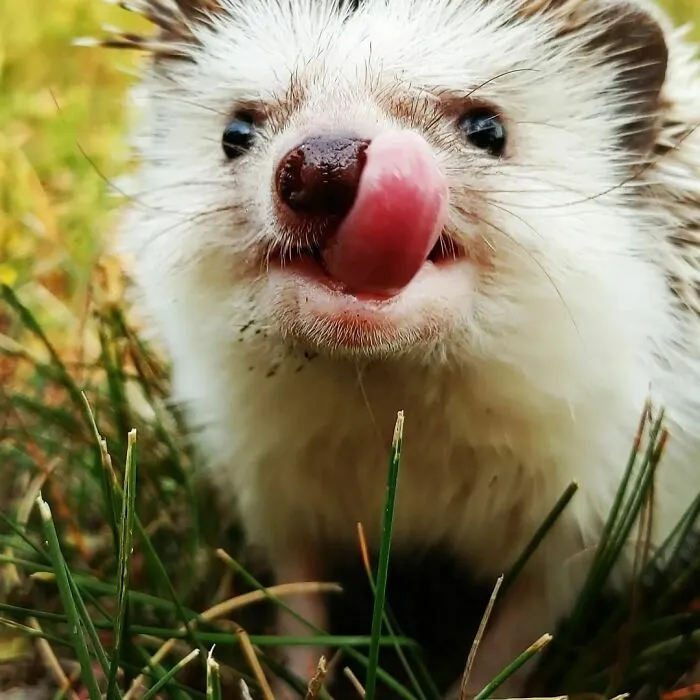 Give Me Food