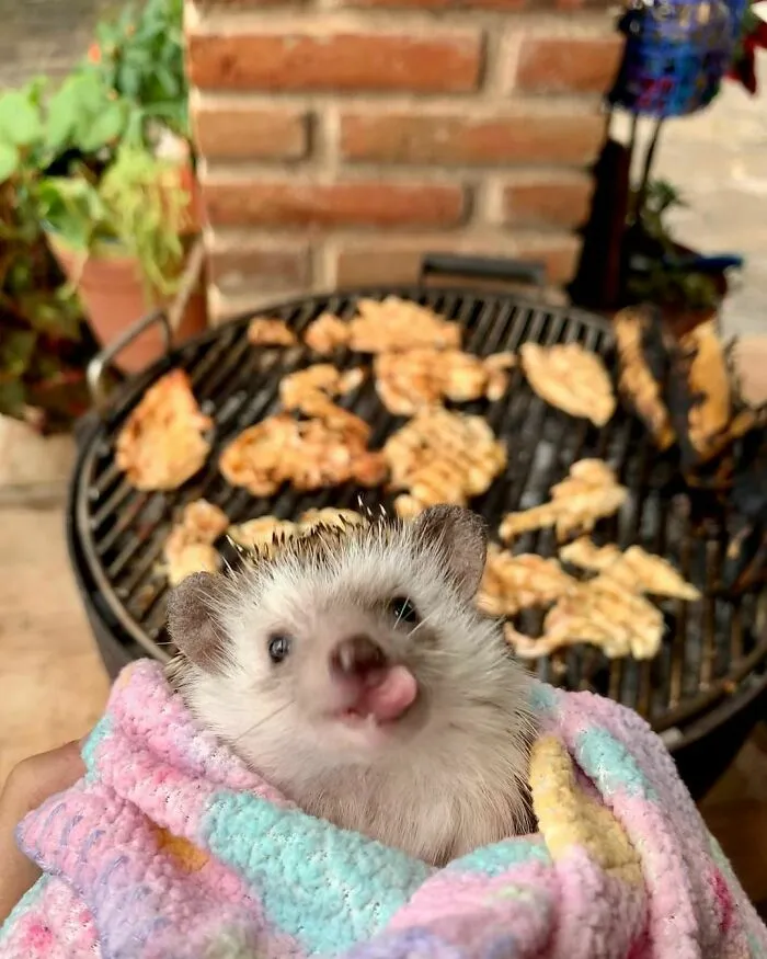 Did Someone Say Roasted Chicken? I Wanna