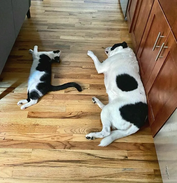 Happy Twins