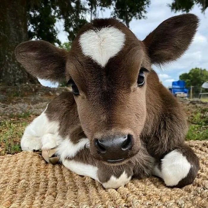 50 Photos Of Animals Just Living Their Best Life, As Shared On This Instagram Page