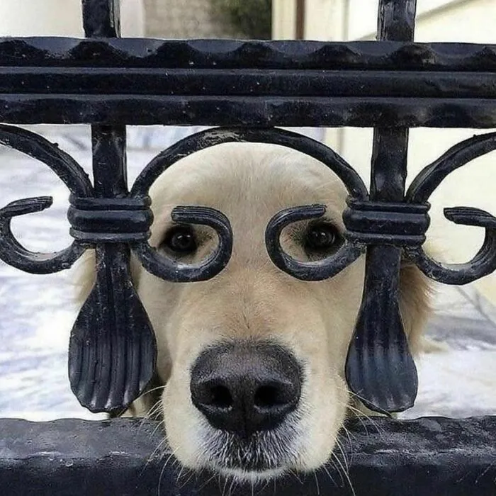 50 Photos Of Animals Just Living Their Best Life, As Shared On This Instagram Page