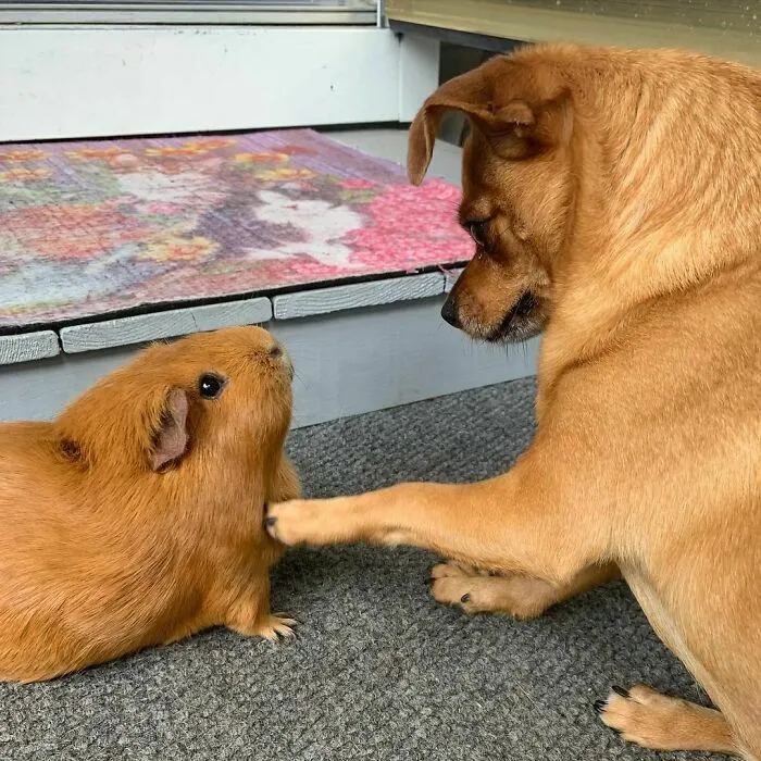 I Am Crimson The Great, And Demand To Have My Chin Scratched