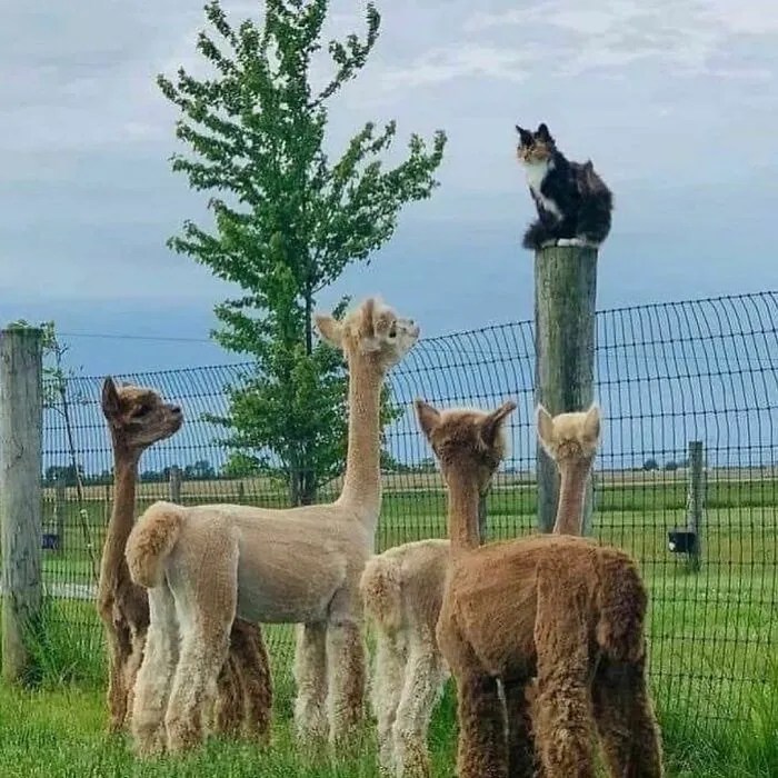 50 Photos Of Animals Just Living Their Best Life, As Shared On This Instagram Page