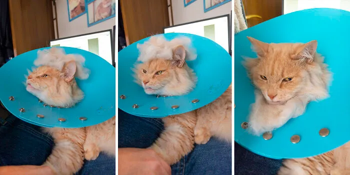 Emergency Tooth Extraction Didn't Stop My Golden Boy Chataro From Derping It Up For The Camera.