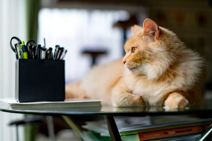 My Rescue Cat Chataro.  He's Been My Constant Companion Since The Day He Arrived, Five Years Ago.