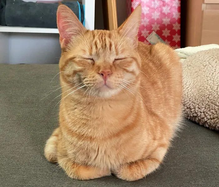 Happy Orange-Loaf On The Rise. It’s The Yeast I Could Do.