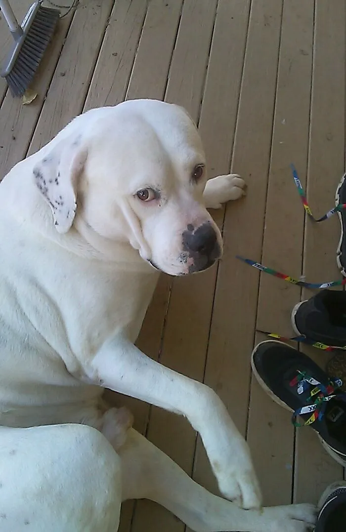 My American Bulldog