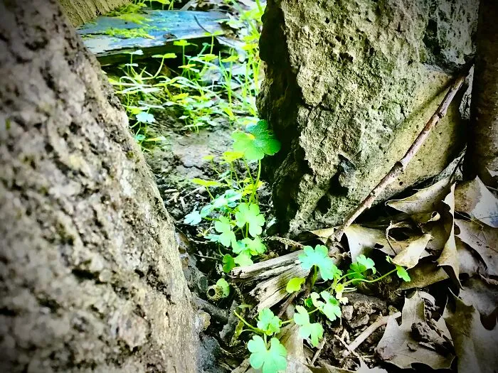 Clovers