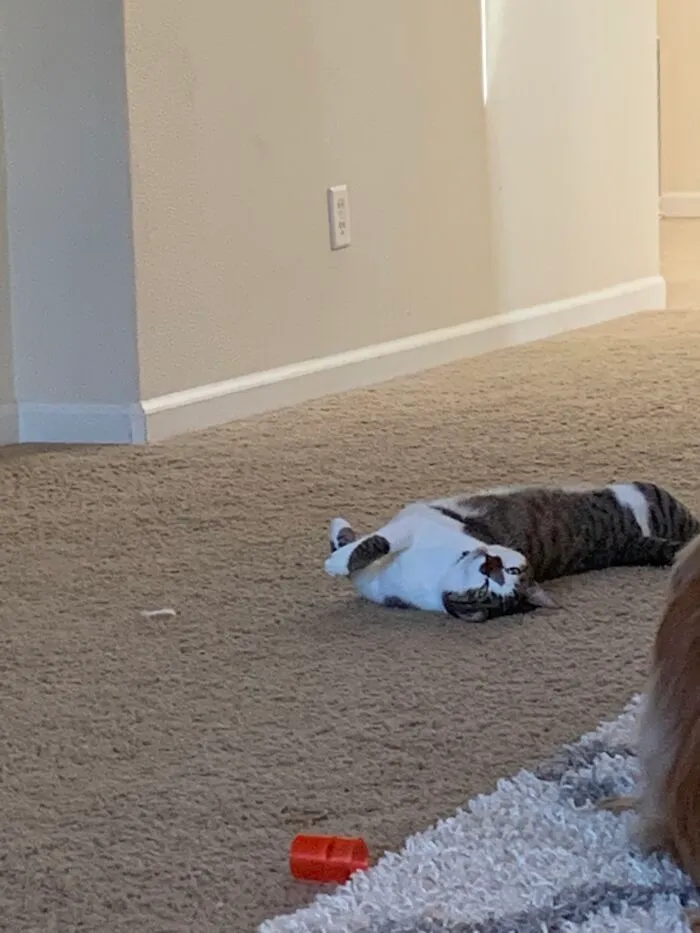 The Most Dog Like Cat, Phoenix