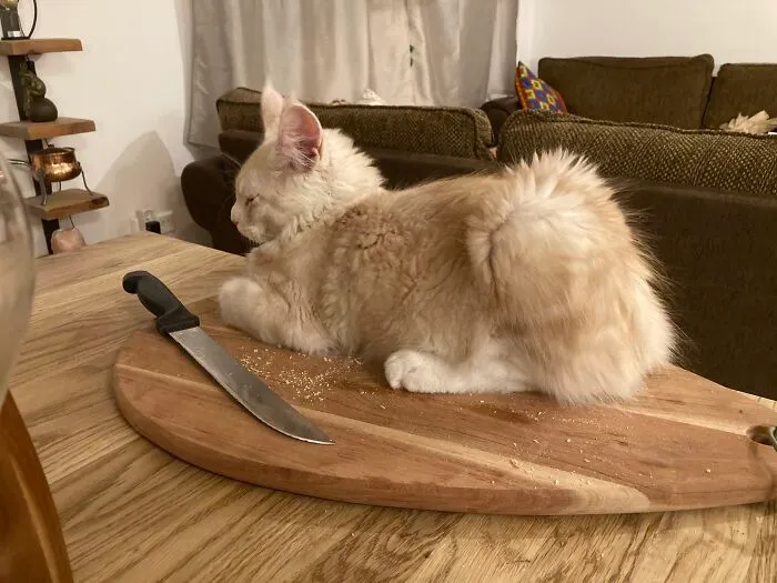 Not Perfect Loafcat But Perfect Placement