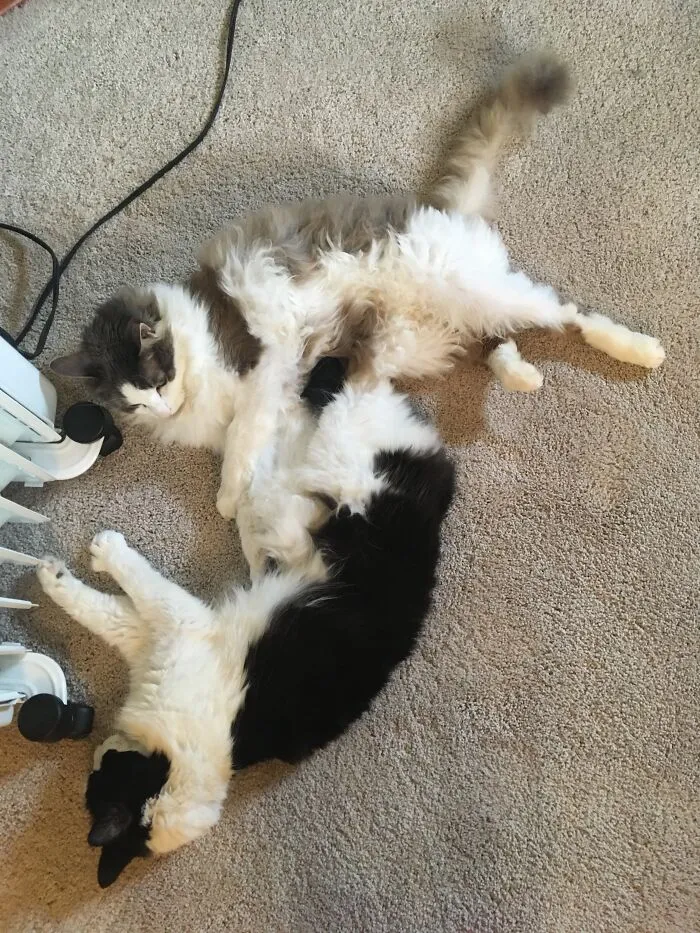 Nellie (Black) Passed Away Last Month. This Is Her And Her Brother Silas Warming Up By The Heater.