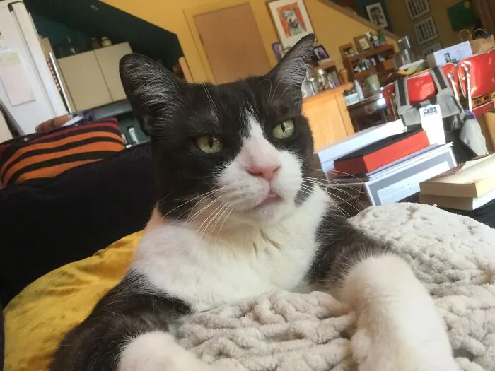 Catsitting Pippi