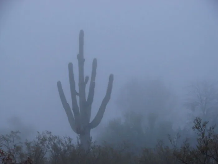 Giants In The Mist.