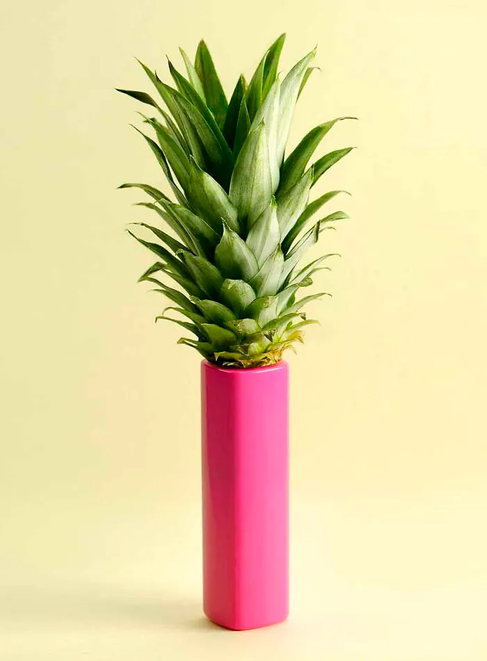 Fun Fashion Images That Play With Food