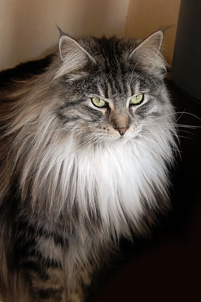 Lion Cat :d