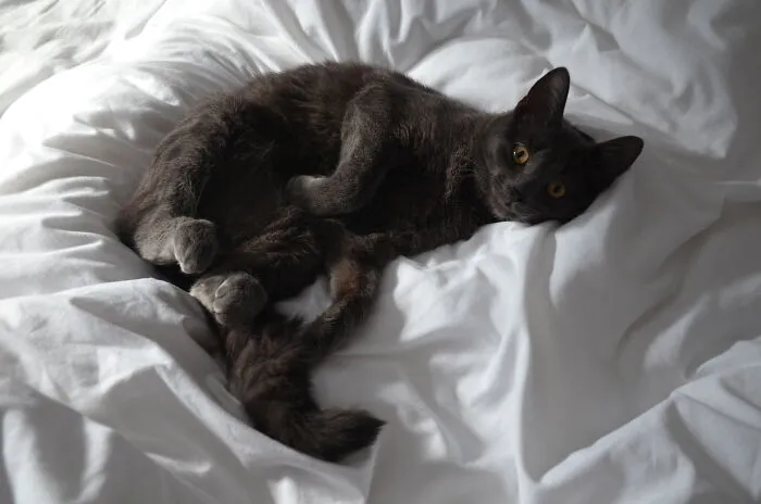 My Kitten Indie