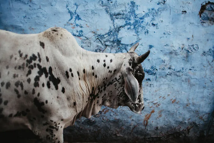 Photographer Captures The Daily Life Of People In India (35 Pics)