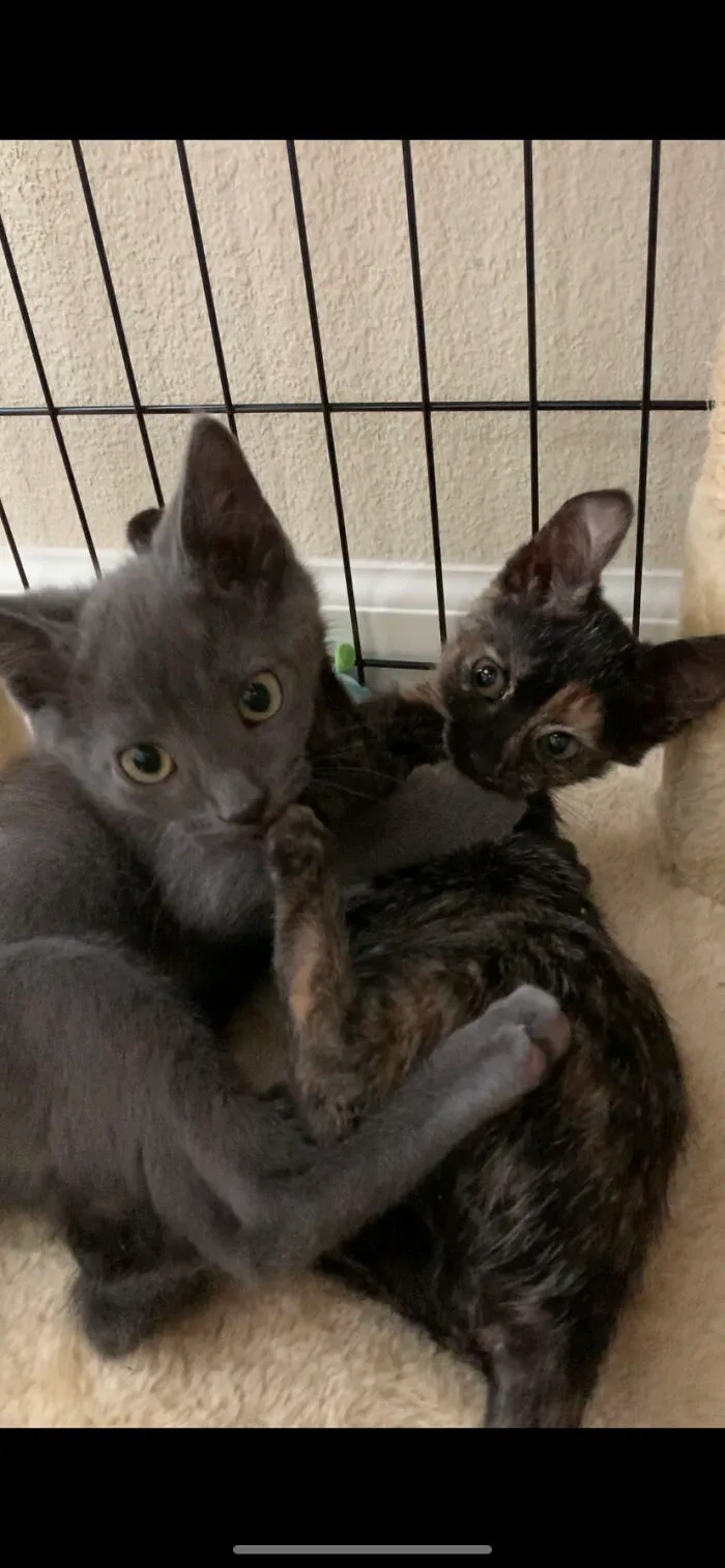 Hetchy(Left) And Paris(Right), Some Of Our Temporary Pets As We Foster Them Until They Find The Right Home