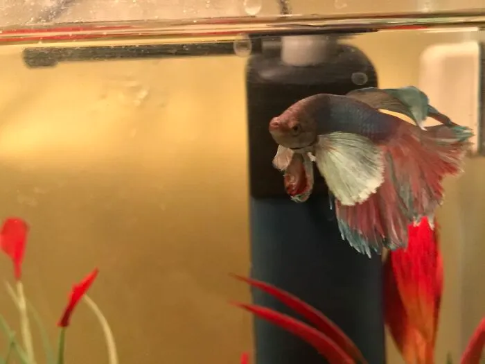 Angy Lil Fishy